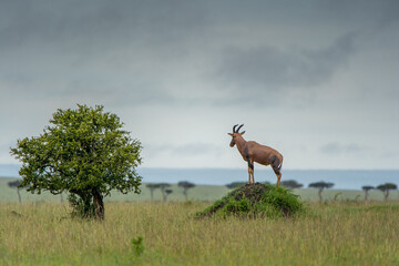 antelope in the wild