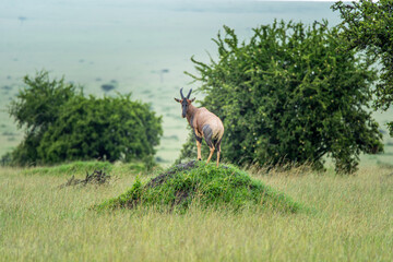 topi antelope on a hill