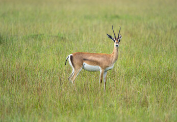 young impala in the savannah