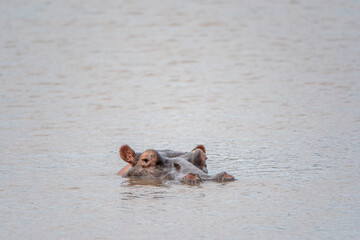 hippopotamus in water