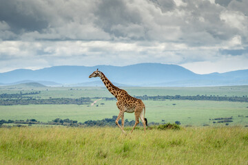 Obraz premium giraffe in the savannah