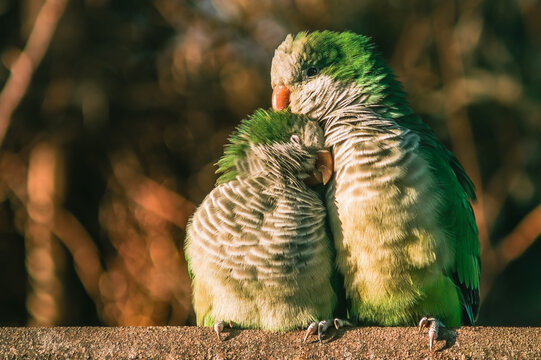 Two monk parakeets (Myiopsitta monachus) in love