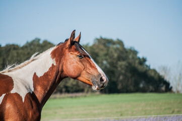 Fototapeta premium cheval