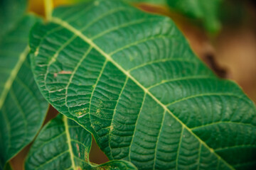 Green walnut leaves on a branch close-up. Beautiful uneven texture. Abstract natural background. Autumn leaf.