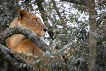 lioness on a tree