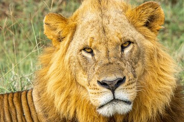 lion in the wild
