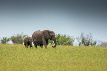 elephants in the field