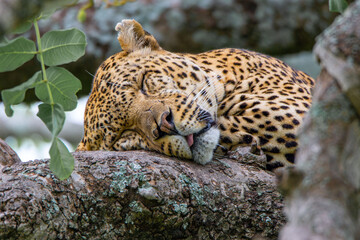 Jaguar sleeping on a tree