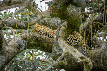 leopard sleeping on the branch of tree