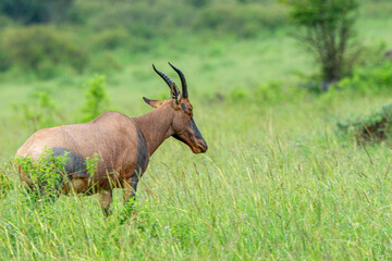 Topi antelope