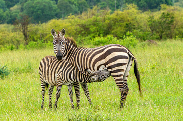 Young zebra breakfast