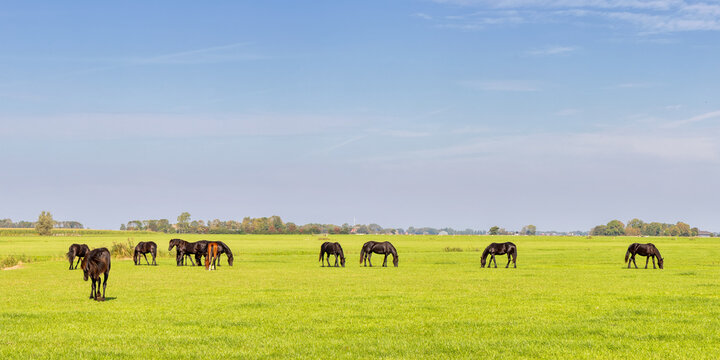 Summer view of a Frisian green meadow with horses in Friesland, The Netherlands