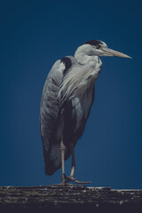 great blue heron