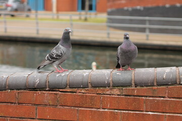 pigeons in the city