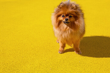 An orange pomeranian spit on a walk. Small pomeranian spitz, dog on the bright yellow background