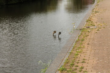 shopping trolley in canal