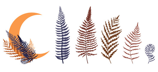 A magic set of ferns and a month. Vector stock illustration. Esoteric icons for witchcraft. Isolated on a white background.