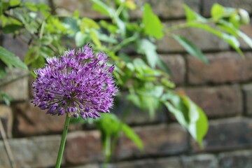 flowers in the garden