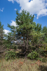 Pine tree on the background of the blue sky
