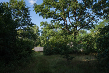 Abandoned old wooden house among the green trees and tall grass. Rural landscape.