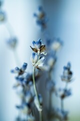 small bright blue blooms growing in close proximity on a single stem, against a blurred  backdrop
