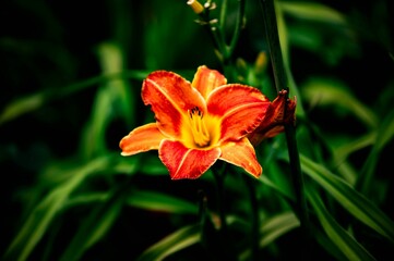 Closeup of an orange day-lily flower in a green shrub