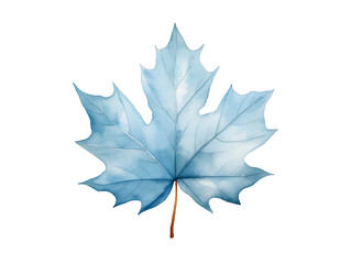 A maple leaf in watercolor style illustration with transparent background