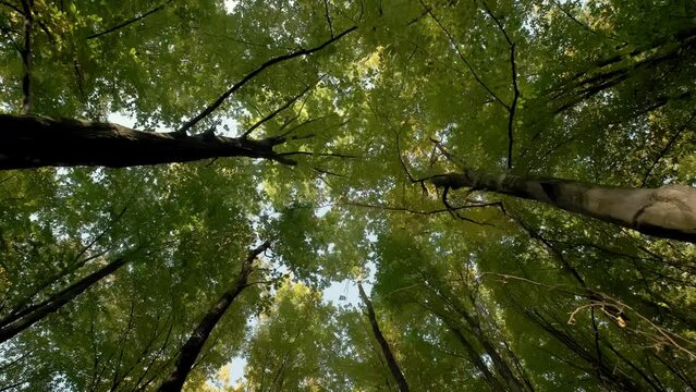 Bottom up view. Lush green foliage of trees Walking through the forest. Move camera