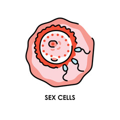 Sex cells color line icon. Microorganisms microbes, bacteria.
