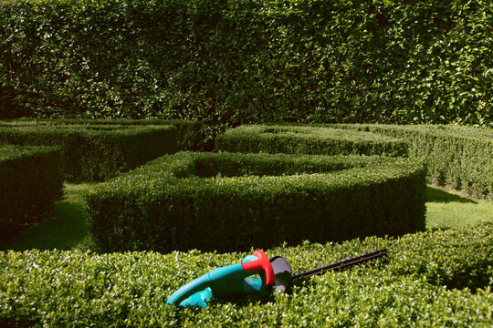 Electric Hedge Trimmer on Boxwood Bush
