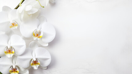 White orchid flower on a white textured background.