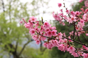 close up of pink sakura cherry blossom in Tai Pei Yang Ming Shan Mountain, Taiwan