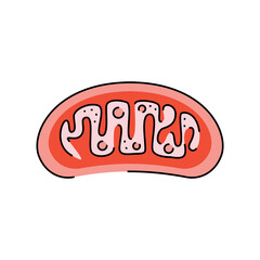 Organelle color line icon. Organisation in organism.