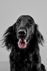 Portrait of black flat-coated retriever isolated on white studio background, purebred dog