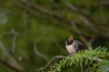 A swallow, Hirundo rustica, is perched on a branch