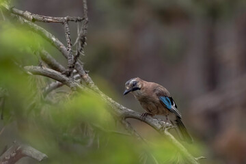 Garrulus glandarius aka eurasian jay, beautiful colourful bird in the forest in Bulgaria