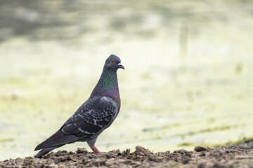 А wild pigeon (Columba livia domestica) perched on the shore of a pond