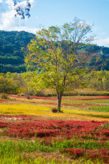 アッケンシソウ自生地の風景
