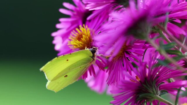 Brimstone (Gonepteryx rhamni), butterfly in the family Pieridae. Macro closeup