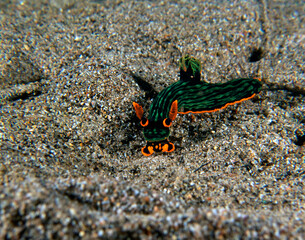 A Nembrotha Kubaryana nudibranch crawling on sand Dauin Philippines