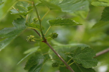Flowering mulberry tree in nature.