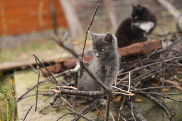 kitten playing in the garden