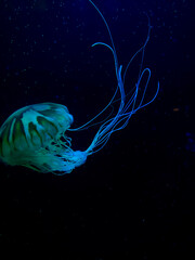 The pic of beautiful jellyfish