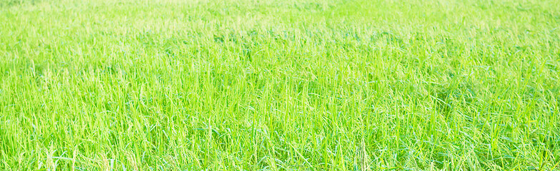 Rice Leaf Tree Field Banner Background View Modern Agriculture Jasmine Rice Raw Food Asian, Growth Farm Park Outdoor Nature Backdrop Panoramic Green Leaves Plant Organic Summer Autumn Landscape.