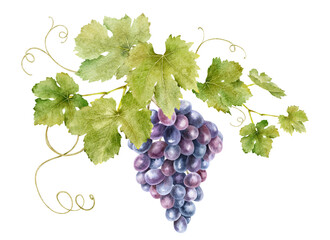 A bunch of grapes with leaves. Grape vine. Watercolor illustrations. Isolated. For the design of labels of wine, grape juice and cosmetics, wedding cards, stationery, greetings, wallpaper, invitations - obrazy, fototapety, plakaty
