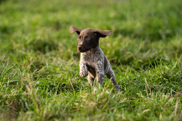 Adorable Puppy Portrait: Capturing Canine Cuteness