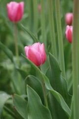 Closeup of pink tulip flowers in a green field