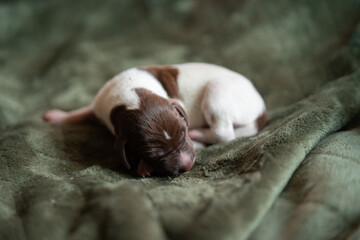 Adorable Puppy Portrait: Capturing Canine Cuteness
