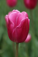 Closeup of pink tulip flowers in a green field