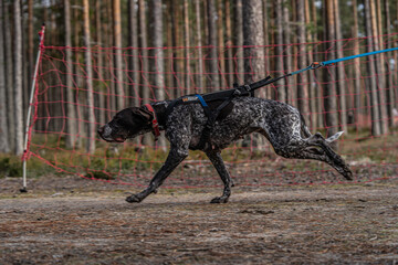 Dynamic Dog: Energetic Canine Running in Action